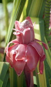 Pink flower