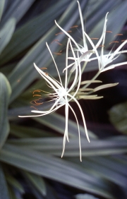HYMENOCALLIS