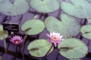 PURPLE TROPICAL WATERLILY