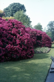 RHODODENDRON WALK [RED]