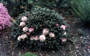 RHODODENDRON YAKUSIMANUM [SHRUB]