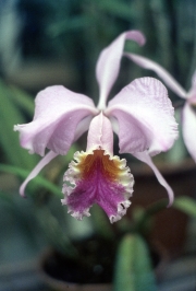 CATTLEYA LABIATA