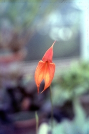 MASDEVALLIA [ORANGE]