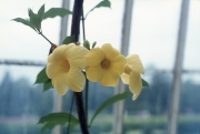 ALLAMANDA