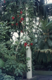 RED HIBISCUS IN THE PALM HOUSE