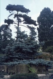 BLUE CONIFER IN THE ROCK GARDEN