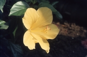 YELLOW HIBISCUS