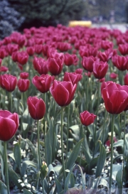 RED TULIPS EN MASSE