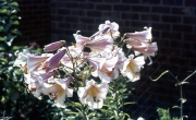 LILIES - CREELMAN HYBRIDS