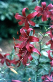 LILIUM REDSTART