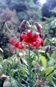LILIUM LADY ELIZABETH BOWES-LYON