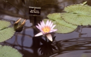 NYMPHAEA BLUE BEAUTY