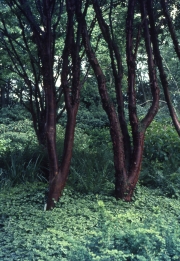 ACER GRISEUM