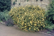 HYPERICUM HIDCOTE