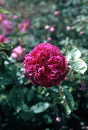 QUARTERED OLD ROSE [RED]