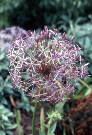 ALLIUM GIGANTEUM