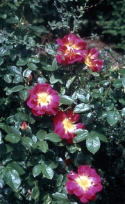 ROSE &apos;REVEIL DIJONNAIS&apos;