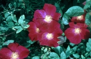 ROSE &apos;SCARLET FIRE&apos;