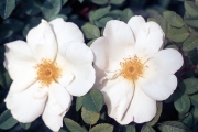 ROSE &apos;NEVADA&apos;