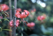 RED MARTAGON TYPE LILY