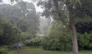 Drizzle in the trees