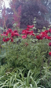 Poppies