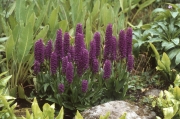 PURPLE CANDLES ?