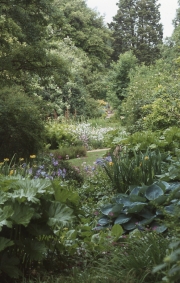 MECONOPSIS IN &apos;WESTONBIRT&apos; FROM REVERSE DIRECTION