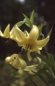 LILIUM SZOVITSIANUM