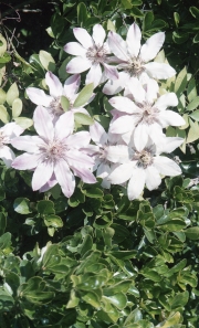 Hidcote