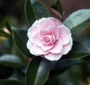 PINK CAMELLIA