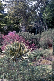 ROCK GARDEN