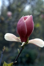 MAGNOLIA SOULANGEANA [LENNEI?]