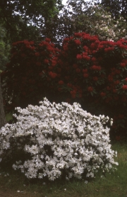 WHITE AZALEA