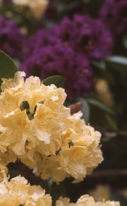YELLOW RHODODENDRON, PURPLE IN BACKGROUND