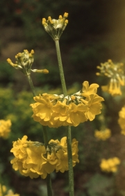 YELLOW CANDELABRA PRIMULAS [CLOSE UP]
