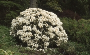 RHODODENDRON YAKUSIMANUM
