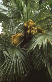 HARDY PALM - TRACHYCARPUS?