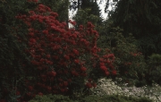 RED RHODODENDRON ETC.