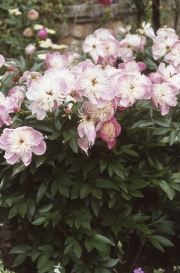 PAEONY