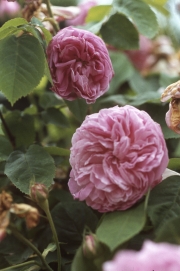ROSE &apos;GROS CHOUX D&apos;HOLLANDE&apos;