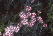 DIANTHUS PUSEY