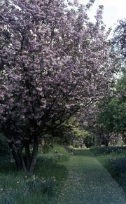 CHERRY WALK