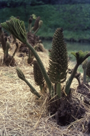 GUNNERA MANICATA [BUDS]