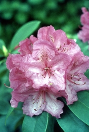 RHODODENDRON 'SOUVENIR DE DR. S. ENDTZ'