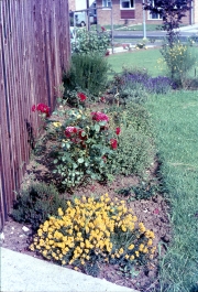 LYNMOUTH AVENUE GARDEN [EARLY DAYS]
