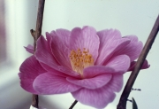 CAMELLIA WILLIAMSII &apos;DONATION&apos;