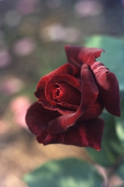 ROSE &apos;JOSEPHINE BRUCE&apos;