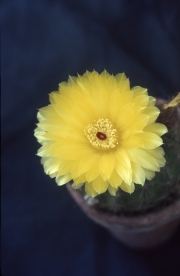 NOTOCACTUS OTTONIS IN FLOWER