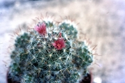 MAMMILARIA IN FLOWER